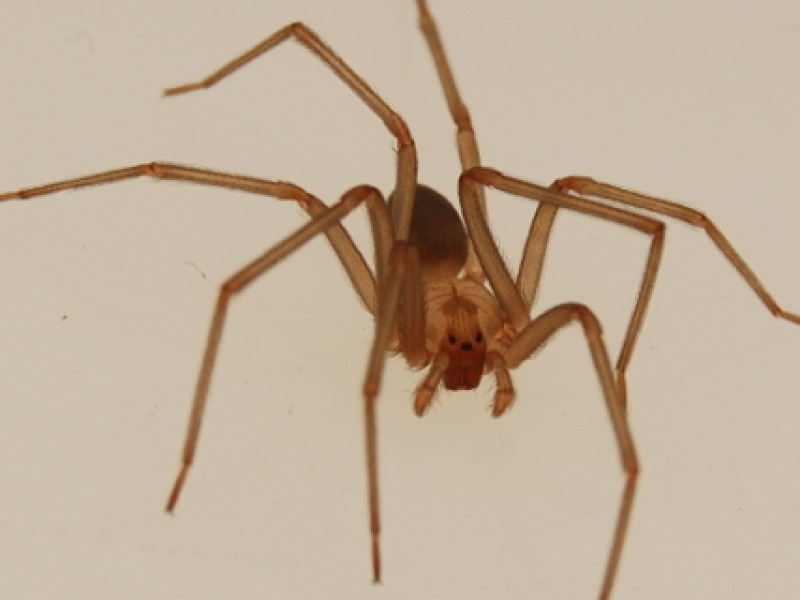 ARAÑA DE RINCÓN - GUÍA DE PREVENCIÓN - PLAGASUR® | Control de Plagas en Puerto Montt - Puerto Varas - Osorno - Castro