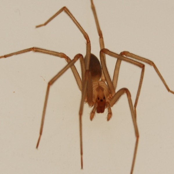 ARAÑA DE RINCÓN - GUÍA DE PREVENCIÓN - PLAGASUR® | Control de Plagas en Puerto Montt - Puerto Varas - Osorno - Castro