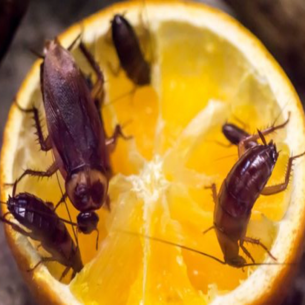 POR QUÉ LAS CUCARACHAS SE ESTÁN VOLVIENDO RESISTENTES A LOS INSECTICIDAS - PLAGASUR® | Control de Plagas en Puerto Montt - Puerto Varas - Osorno - Castro