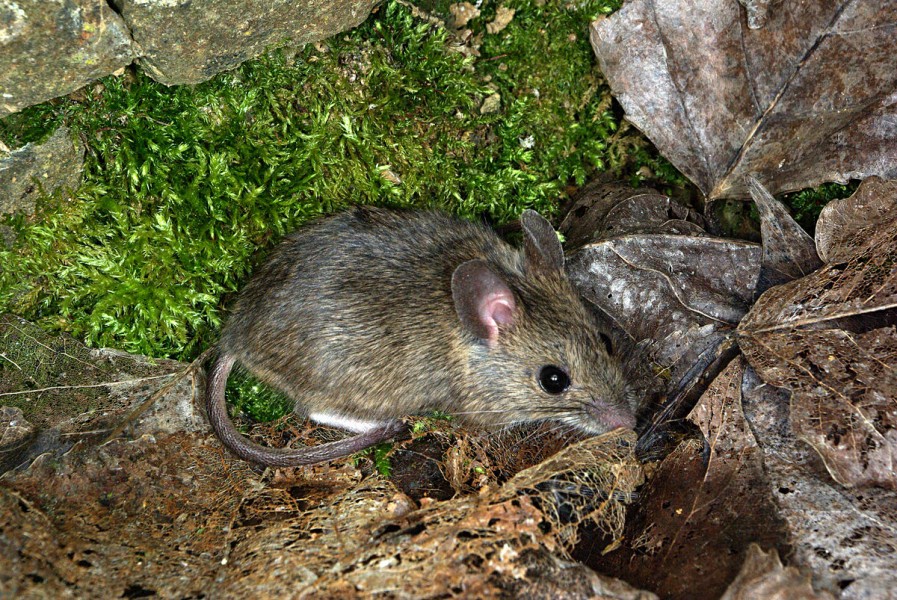 RATONES