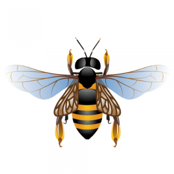 ABEJAS