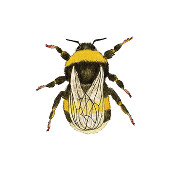 ABEJORROS