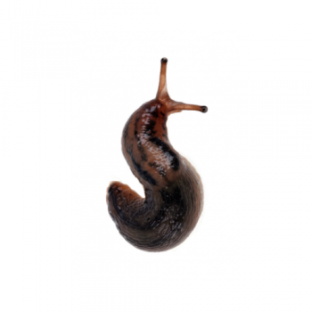 BABOSAS