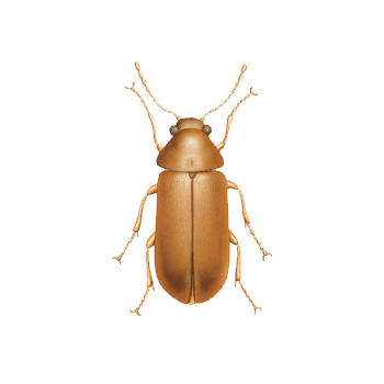 CARCOMAS