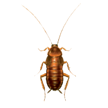 CUCARACHAS