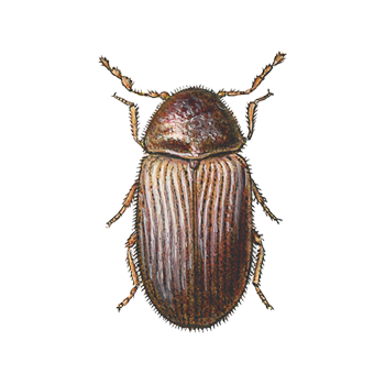 ESCARABAJOS