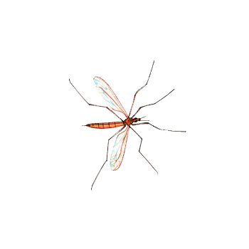MOSQUITOS