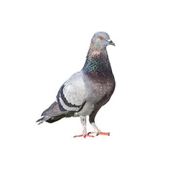 PALOMAS