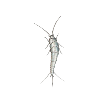 PECECILLO DE PLATA