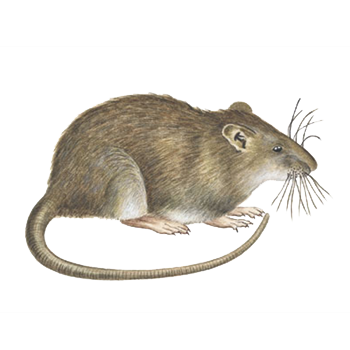 RATAS