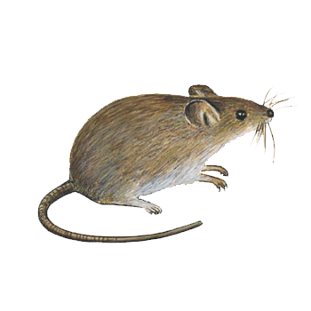 RATONES