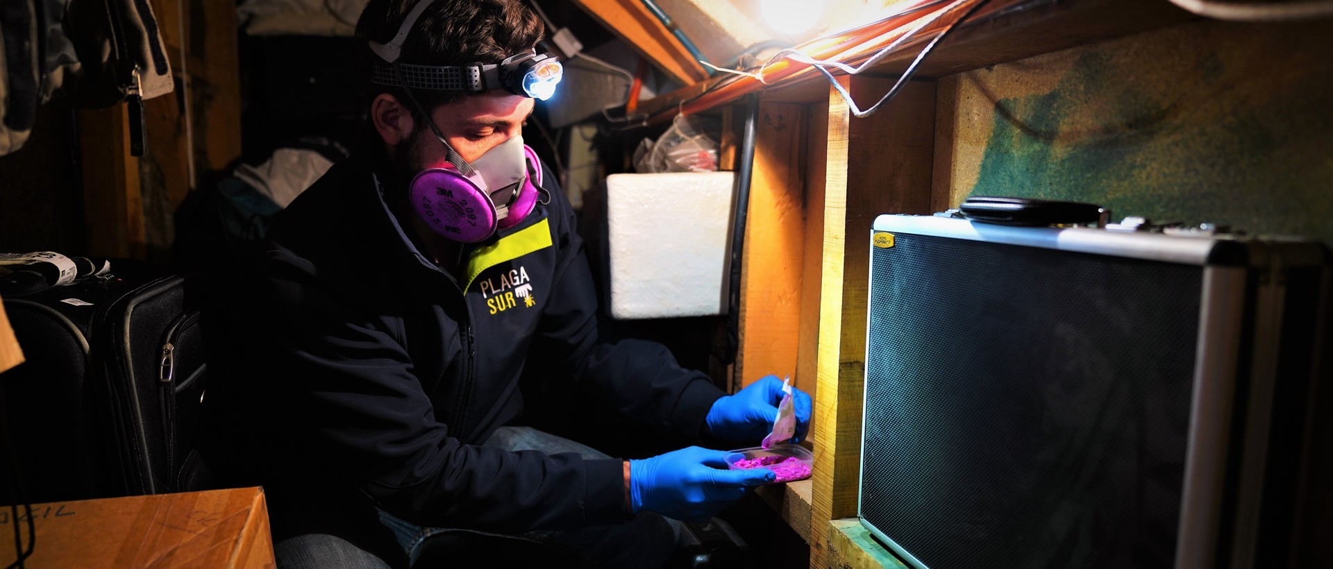 PLAGASUR® | Control de Plagas en Puerto Montt - Puerto Varas - Osorno - Castro | Desratización