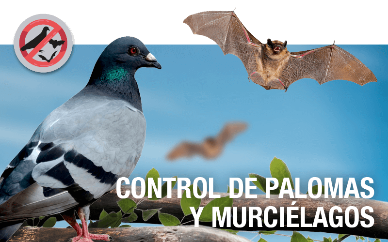 Control de palomas y murciélagos - PLAGASUR® | Control de Plagas en Puerto Montt - Puerto Varas - Osorno - Castro