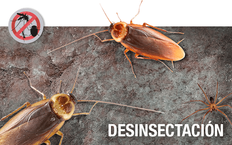 Desinsectación - PLAGASUR® | Control de Plagas en Puerto Montt - Puerto Varas - Osorno - Castro