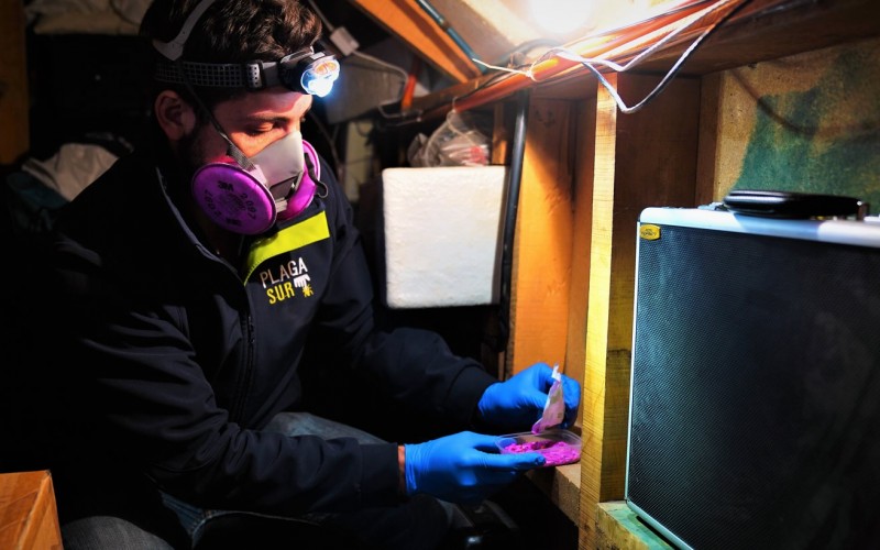 Desratización Pre Demolición - PLAGASUR® | Control de Plagas en Puerto Montt - Puerto Varas - Osorno - Castro