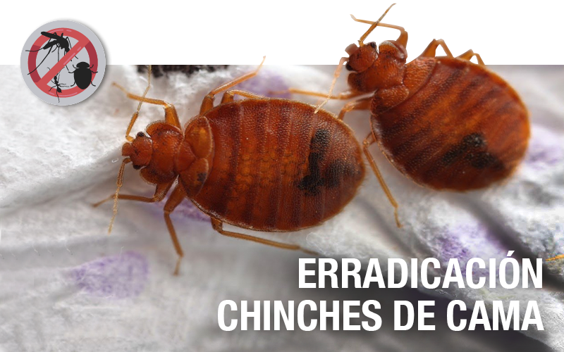 Erradicación de chinches de cama - PLAGASUR® | Control de Plagas en Puerto Montt - Puerto Varas - Osorno - Castro